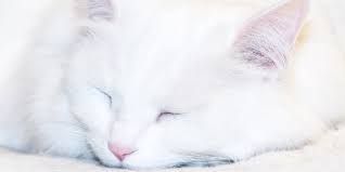 tuli umum terjadi pada kucing putih karena adanya faktor genetik. Sumber: icatcare.org