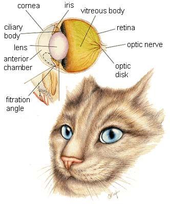 Kucing Add Eye Kucing Odd Eyes yang Menawan Halaman 1 - Kompasiana.com
