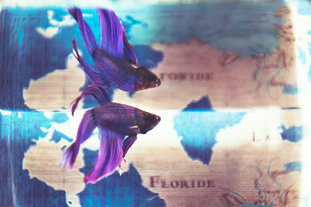 Foto oleh Tim Mossholder dari Pexels: ilustrasi ikan cupang