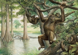Rudapithecus, spesies yang diduga nenek moyang manusia. Mereka menegakkan tubuh dan memanjat dengan lengannya seperti simpanse era modern. | John Sibbick / University of Missouri nbcnews.com