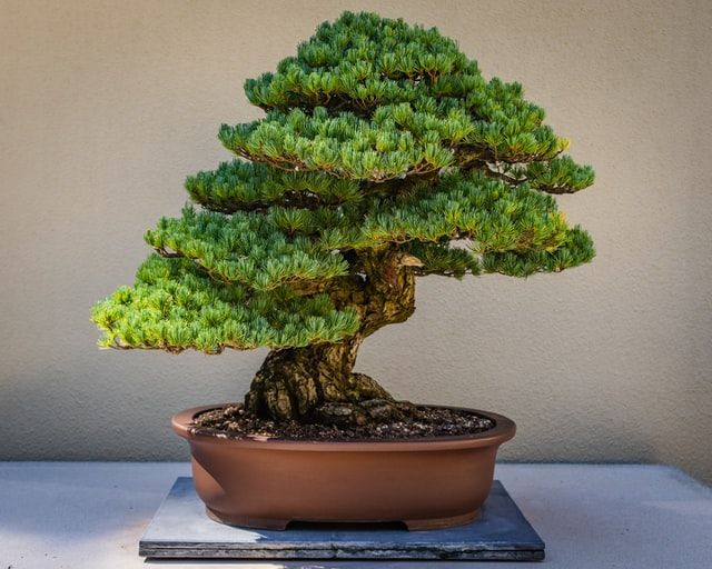 Ilustrasi tanaman bonsai (Devin H-Unsplash)