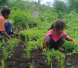 Ilustrasi Tof Mau (Membersihkan rumput) di Kebun. Sumber: Dokumen Pribadi;