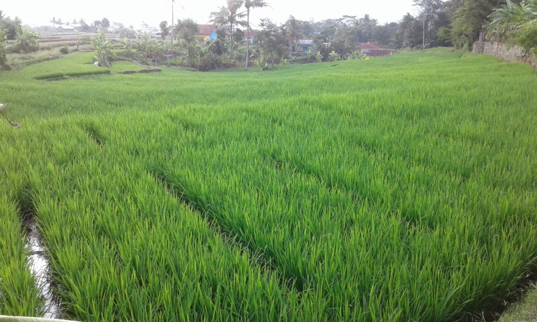 Sawah dekat rumah (Dokpri.)