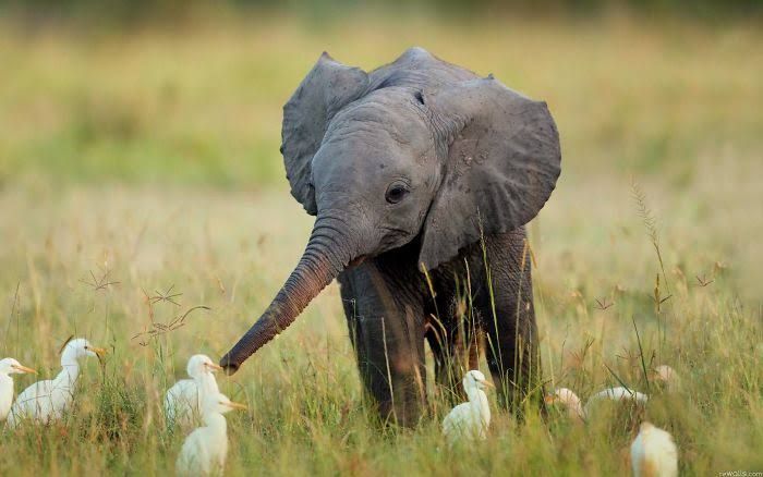 ilustrasi anak gajah yang bahagia (sumber: https://www.boredpanda.com/cute-baby-elephants/?utm_source=google&utm_medium=organic&utm_campaign=organic)