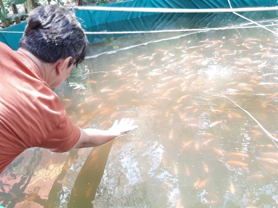 Kolam bioflok Ikan Nila Merah|Dok. Pribadi, Bolang