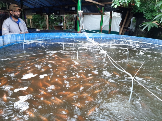 Kondisi ikan nila milik Bolang|Dok. Pribadi, Bolang