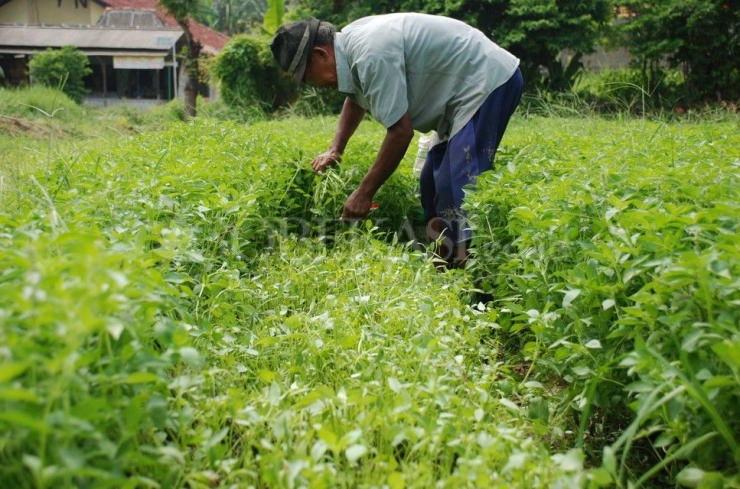 Skill Receh tahun ini,berkebun kemangi (foto: Kutanam.com)