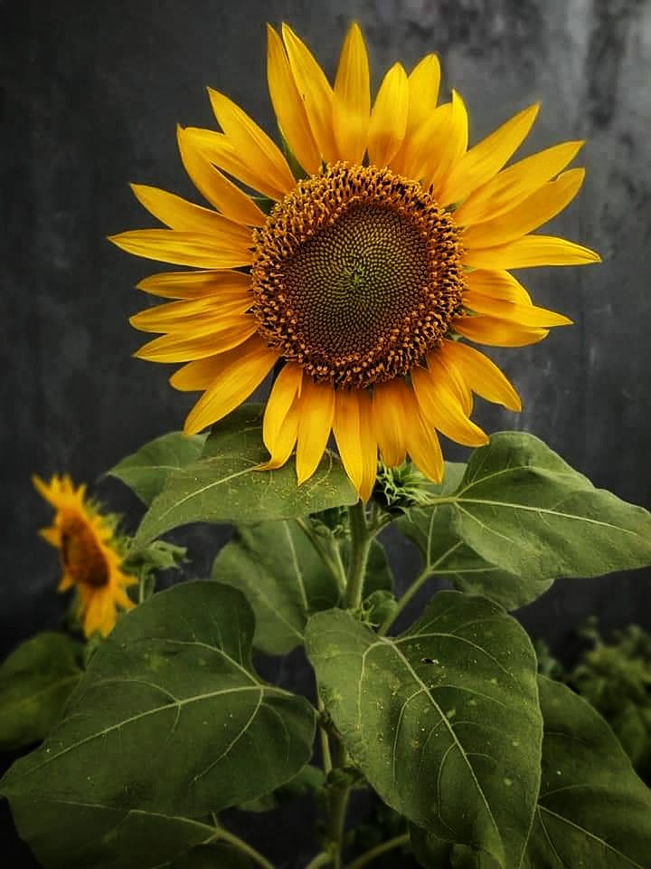 Bunga matahari mekar melambangkan harapan yang cerah. Gambar milik Wahtini. 