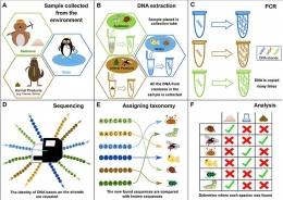 Proses tahapan e-DNA sehingga kita dapat mengetahui spesies atau jenis organisme apa saja yang terkandung dalam sampel lingkungan (Sumber: https://kids.frontiersin.org/article/10.3389/frym.2019.00150)