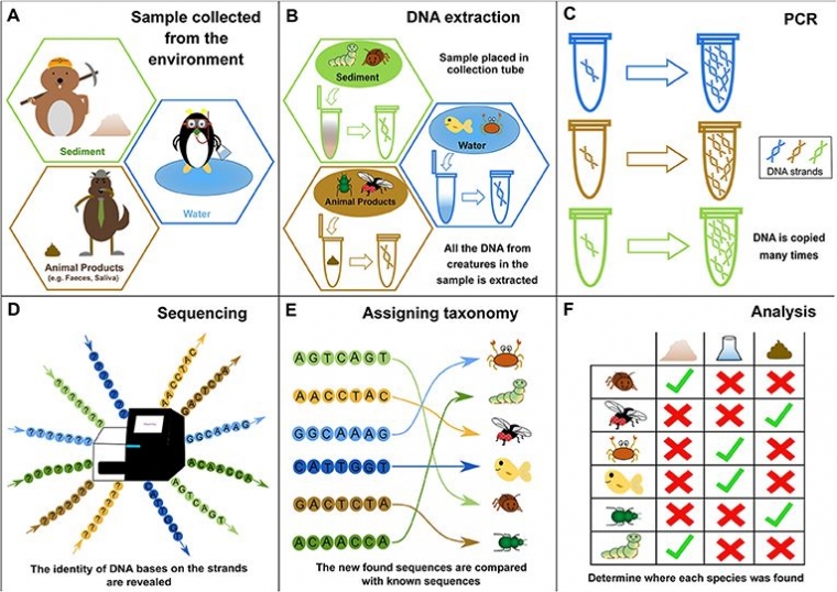 Proses tahapan e-DNA sehingga kita dapat mengetahui spesies atau jenis organisme apa saja yang terkandung dalam sampel lingkungan (Sumber: https://kids.frontiersin.org/article/10.3389/frym.2019.00150)