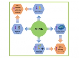 Beberapa keuntungan dari penggunaan e-DNA dibandingkan metode konvensional (Sumber : https://kids.frontiersin.org/article/10.3389/frym.2019.00150)
