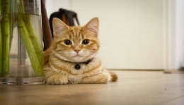 Ilustrasi kucing rumahan (Sumber: www.pixabay.com)