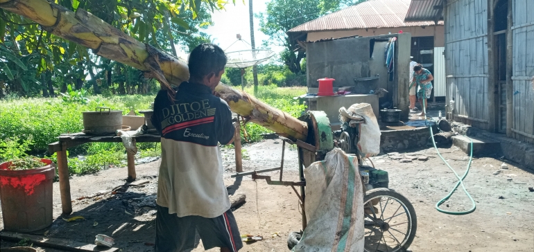 Om Alo (40) sedang memasukan batang pisang untuk digiling. Foto: Roman Rendusara