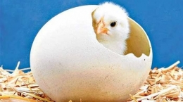 Ilustrasi telur ayam menetas (tribunnews) 