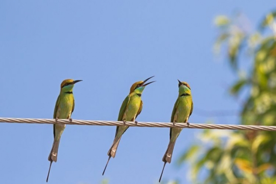 Tiga ekor burung nongkrong di kabel listrik (Sumber: shutterstock.com via Kompas.com):