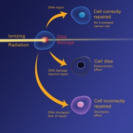 Kerusakan DNA akibat radiasi: sel diperbaiki dengan benar, mati, atau salah perbaikan. | nuclearsafety.gc.ca