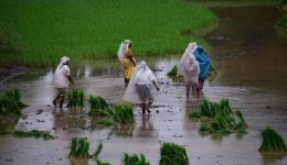 Ilustrasi petani menggunakan plastik pelindung saat menanam padi. Sumber foto: https://petanidigital.id