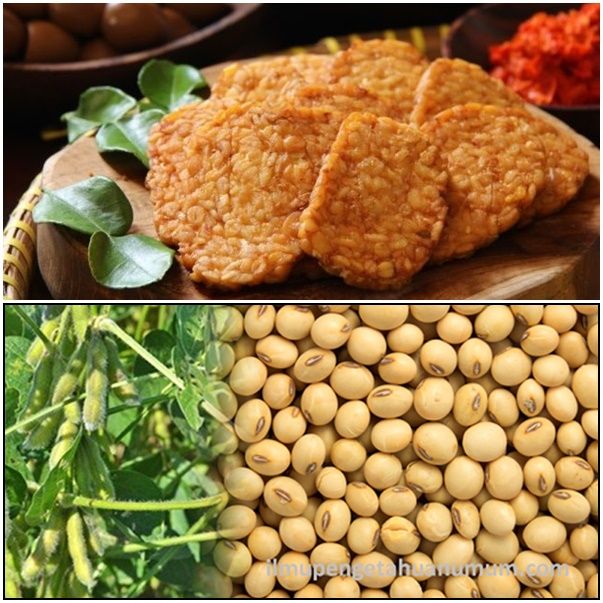 Tempe goreng tepung (atas/sumber: suara.com) dan tanaman kacang kedelai (bawah/sumber: ilmupengetahuanumum.com)