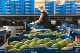 Mangga sudah menjadi industri di Australia. Photo: ABC News: Kristy O'Brien