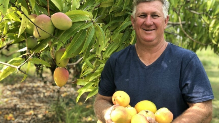 Petani Mangga Australia. Photo: ABC