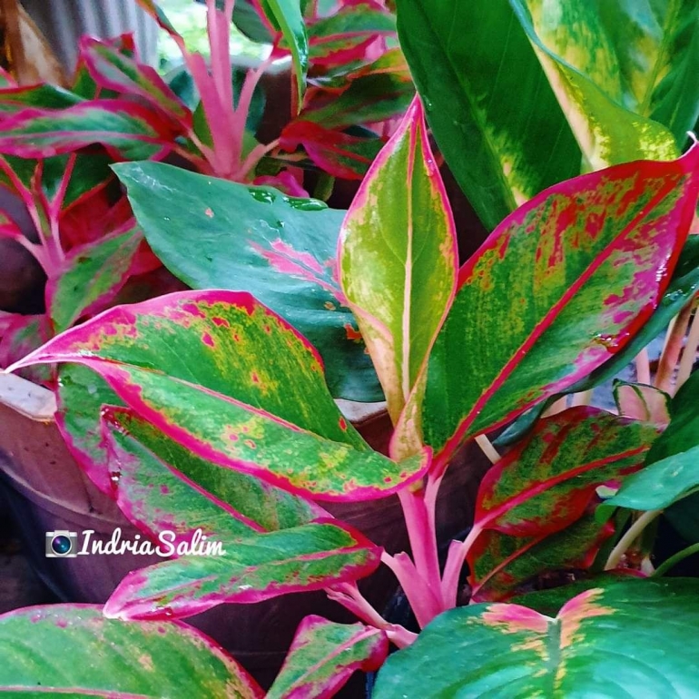 Aglaonema Red Lipstick |Dokpri