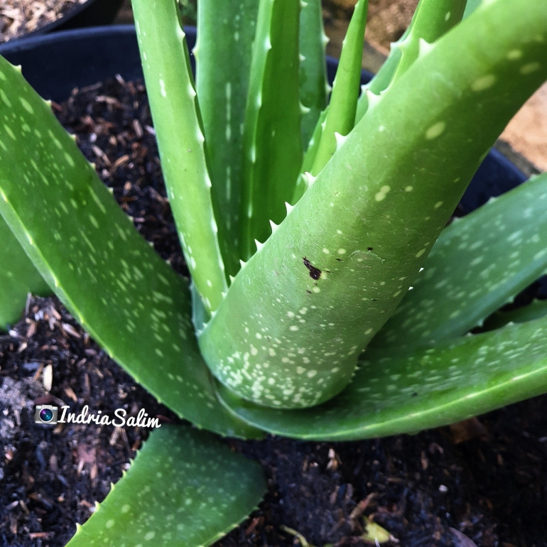 Aloe Vera (Lidah Buaya) |Dokpri