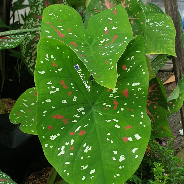 Caladium, Tren Januari 2021 |Dokpri