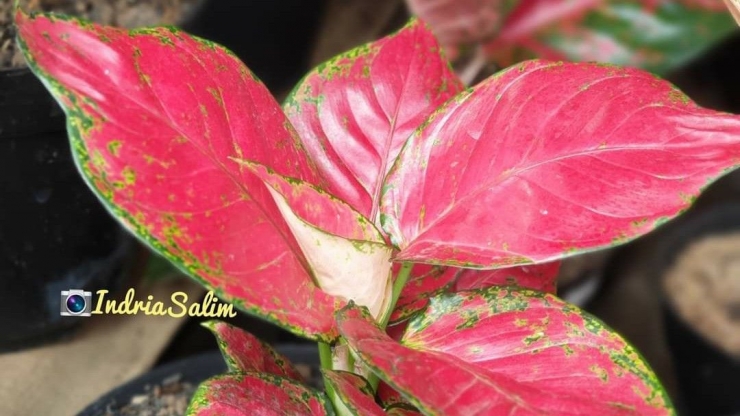 Aglaonema nan cantik |Dokpri