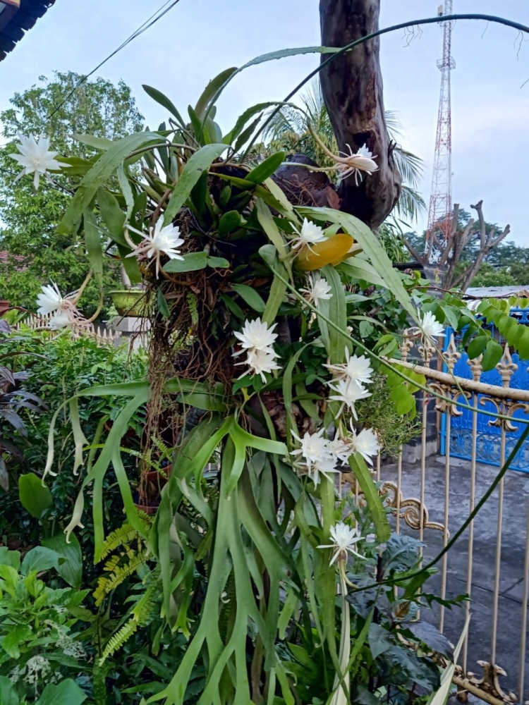 Bunga wijaya kusuma yang tumbuh di halaman rumah (Sumber: dok.pribadi)