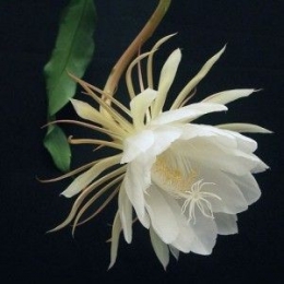 Pesona bunga wijaya kusuma (Sumber: bibitbunga.com) 