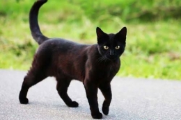 https://gerava.com/kucing-hitam/