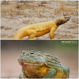 Ilustrasi gambar olah kolase ; foto kadal gurun diambil dari detik.com sedangkan foto katak diambil dari hewanpedia.com