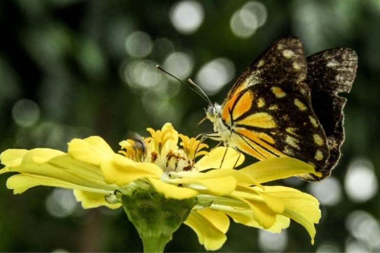 Kupu-kupu, serangga bersayap cantik dan membantu penyerbukan. (sumber foto: Mongabay Indonesia) 