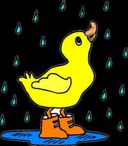 Akun, anak angsa kuning, yang sedang menyambut  hujan. Sumber gambar : Pixabay