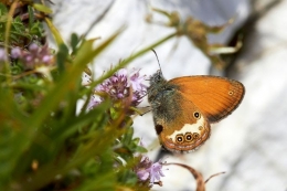 Kupu-kupu mengisap sari bunga. (Sumber foto: kompas.com) 