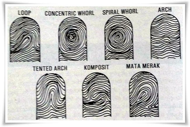 Berbagai pola sidik jari (Sumber: Palmistri, hal. 80)