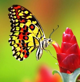 Cantiknya kupu-kupu. (foto:bobo.grid.id) 