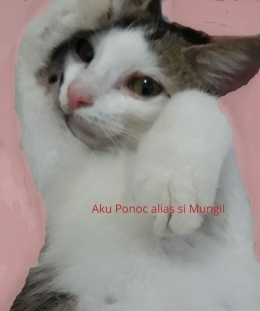 Si Mungil adalah model kucing (dokpri)