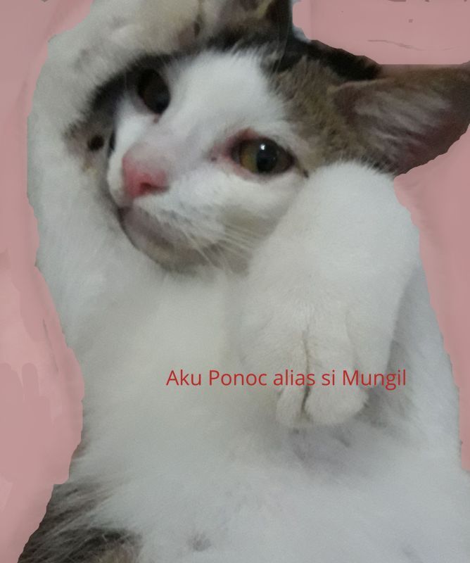 Si Mungil adalah model kucing (dokpri)