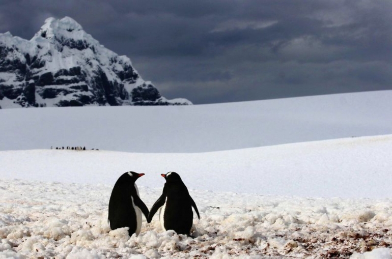 Sumber Gambar: boredpanda.com | https://static.boredpanda.com/blog/wp-content/uploads/2015/02/animal-couples-in-love-penguins__880.jpg