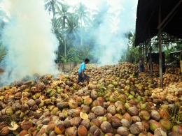 Petani kelapa di Kabupaten Pohuwato (Marahalim Siagian)
