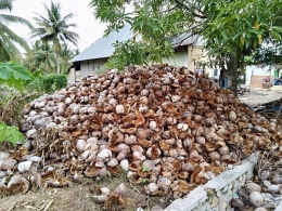 Tumpukan sabut kelapa seperti ini lajim ditemukan pada sentra-sentra kelapa di Kabupaten Pohuwato, umumnya belum dimanfaatkan (Marahalim Siagian)
