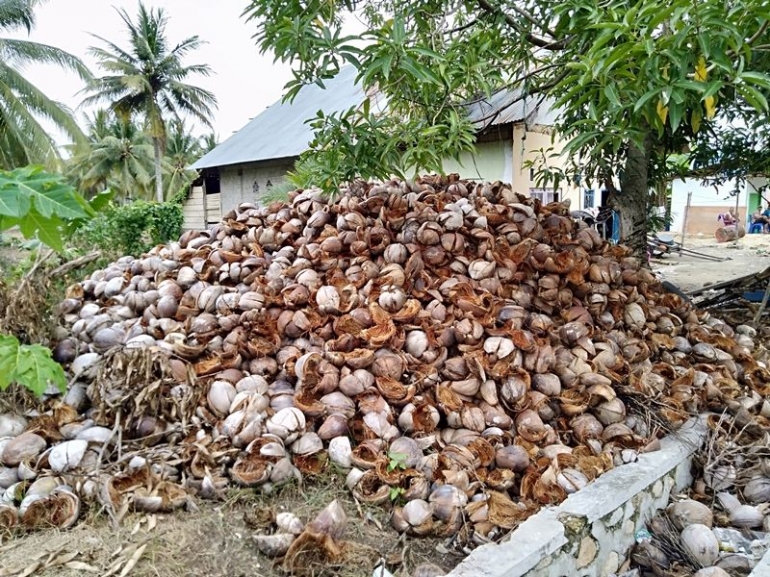 Tumpukan sabut kelapa seperti ini lajim ditemukan pada sentra-sentra kelapa di Kabupaten Pohuwato, umumnya belum dimanfaatkan (Marahalim Siagian)