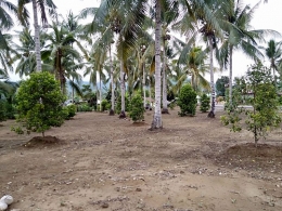 Penanaman kelapa di Pohuwato umumnya tumpang sari. Kelapa yang ditanam dengan kerapatan rendah sampai sedang yakni kurang dari 100 pohon per hektar cukup fleksibel. Komposisinya bisa kelapa dengan cengkeh, kelapa dengan jagung, kelapa dengan rumput sapi, kelapa dengan pepaya, dll (Marahalim Siagian)