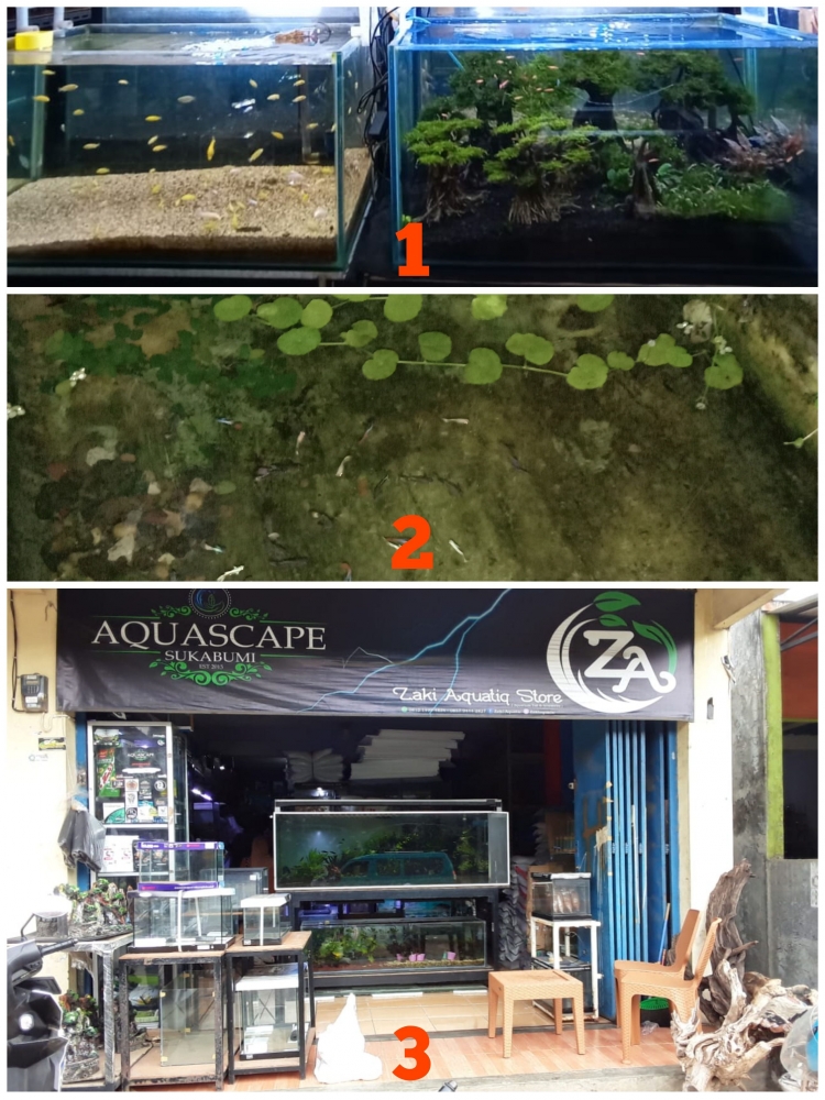 Gambar (1) (3) Aquascape di Zaki Aquatic Store Cisaat Sukabumi  (2) Uji coba mengembangbiakan ikan guppy di Cigunung Sukabumi/dokpri