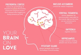 Your Brain on Love. | Liveli.com
