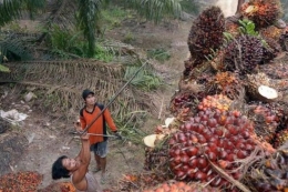Ilustrasi kelapa sawit | Foto: AFP/ Adek Berry via KOMPAS.com