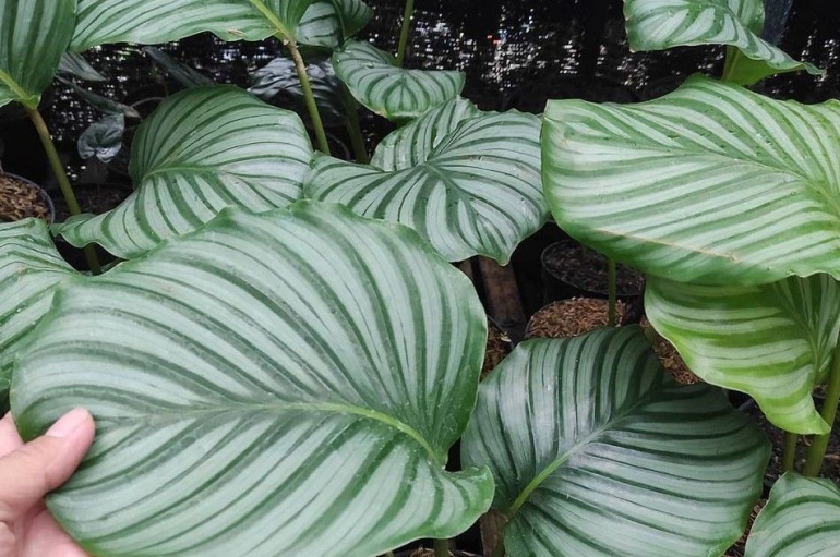 Calathea orbifolia. (Foto: Instagram/dksflorist)