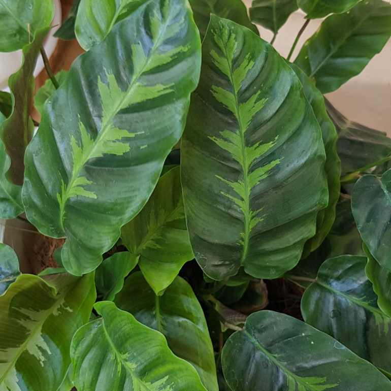 Calathea lousiae (Foto: dok. pribadi)