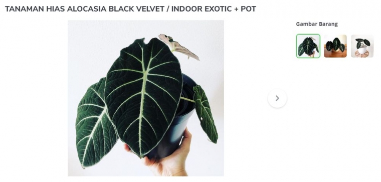 Gambar Keladi Tengkorak Black Velvet. Sumber: Garden Yellow/Tokopedia